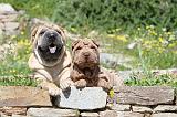 SHAR-PEI 469